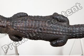 Crocodile body photo reference 0126